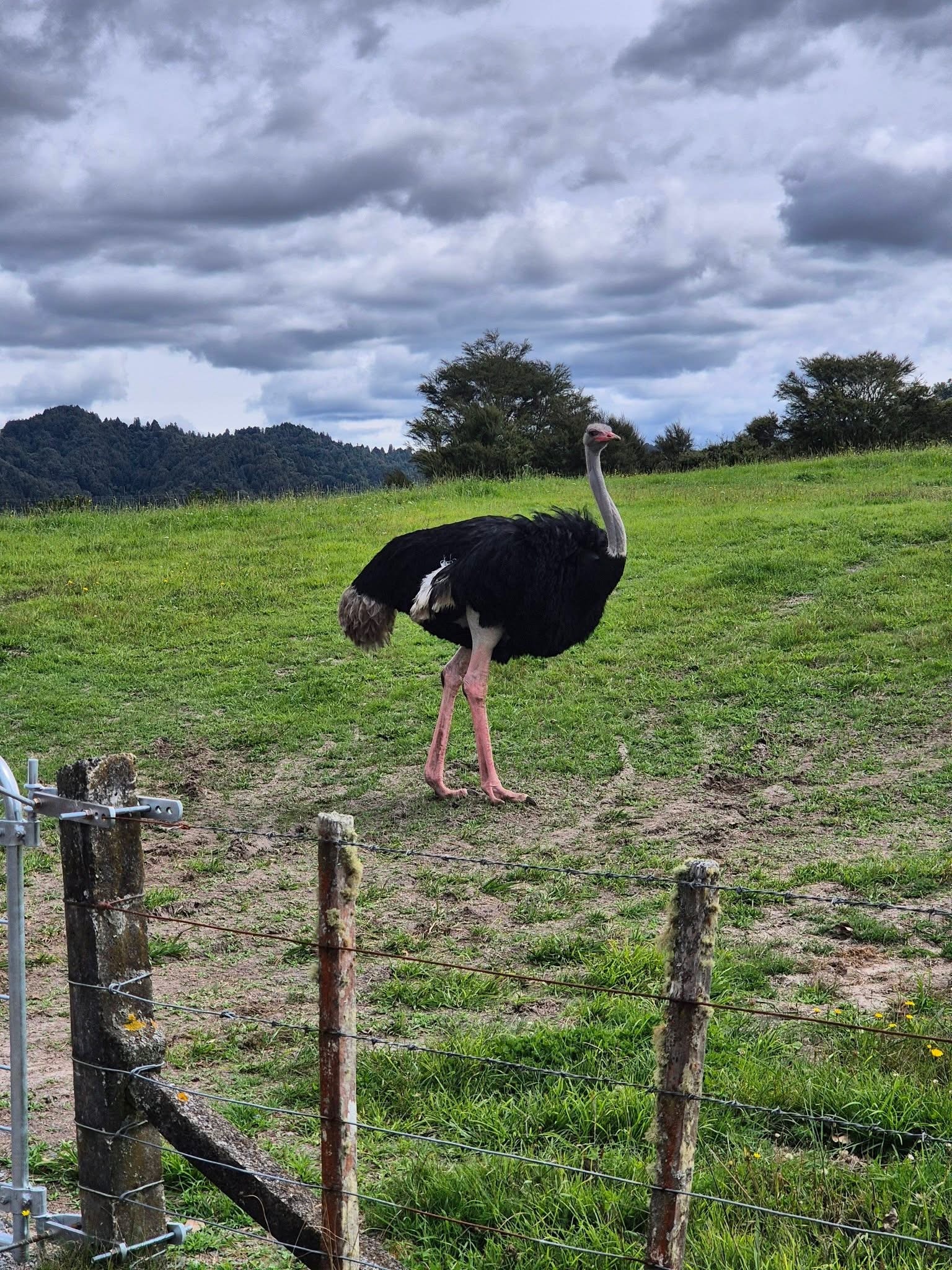 Stage 7 — Hunterville To Wellington