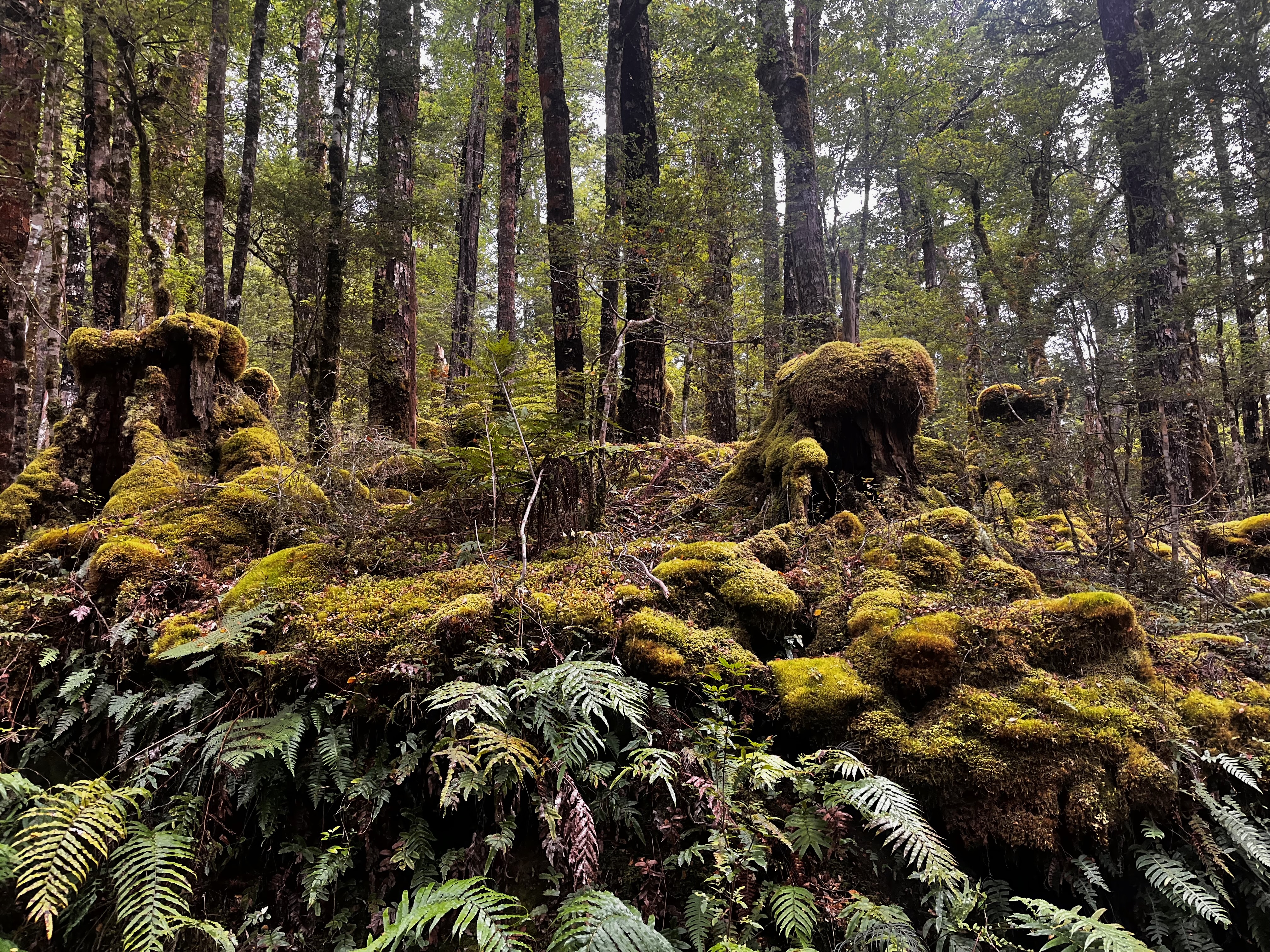 Stage 11 — Murchison To Greymouth
